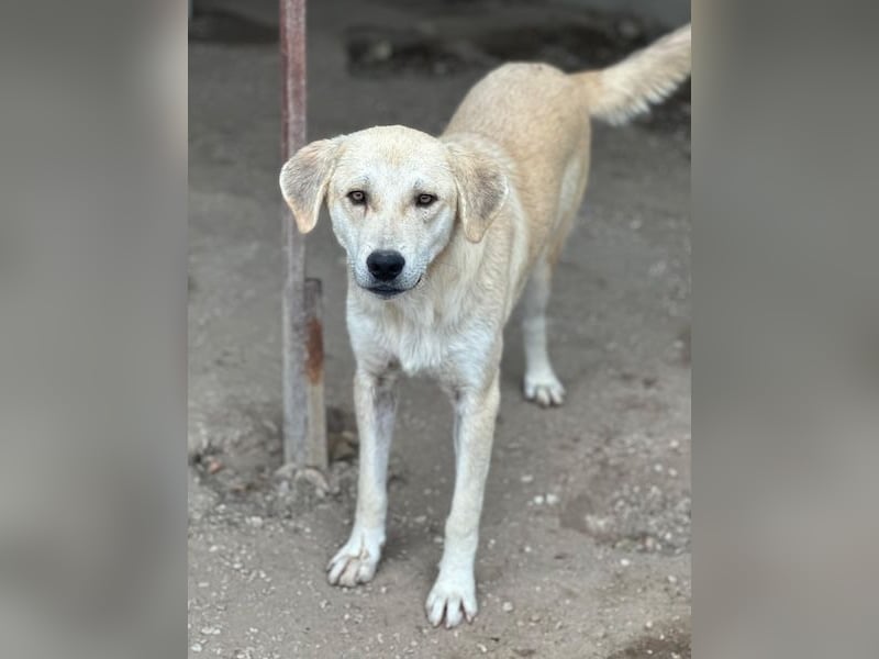 Shaggy, geb. ca. 04/2025, lebt in GRIECHENLAND, im städt. Tierheim Serres