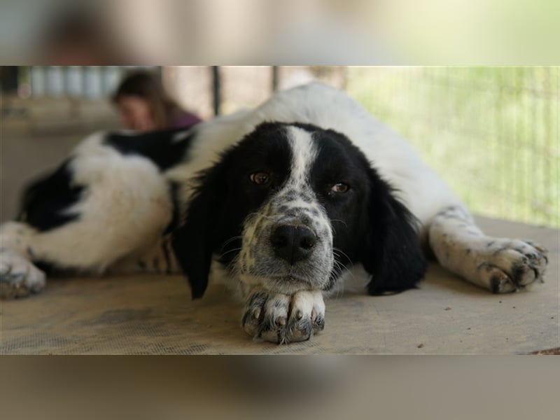 Oz geb. ca. 01/2023, lebt in GRIECHENLAND, im städt. Tierheim Serres