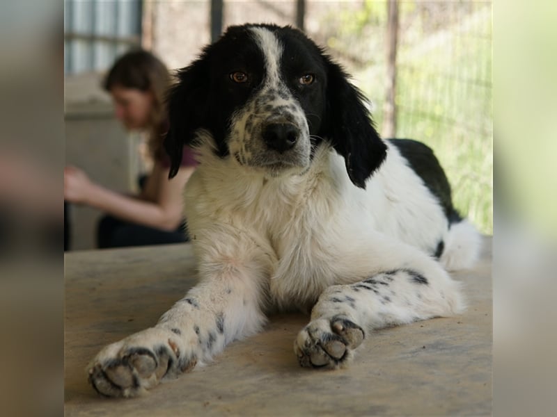 Oz geb. ca. 01/2023, lebt in GRIECHENLAND, im städt. Tierheim Serres