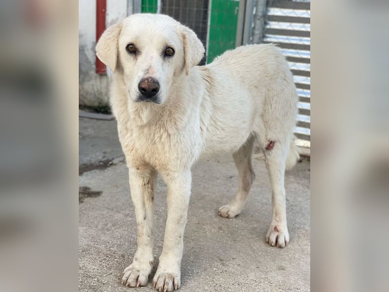 Loscano, geb. ca. 05/2024, lebt in GRIECHENLAND, im städt. Tierheim Serres