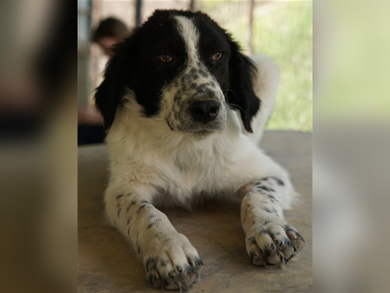 Oz geb. ca. 01/2023, lebt in GRIECHENLAND, im städt. Tierheim Serres