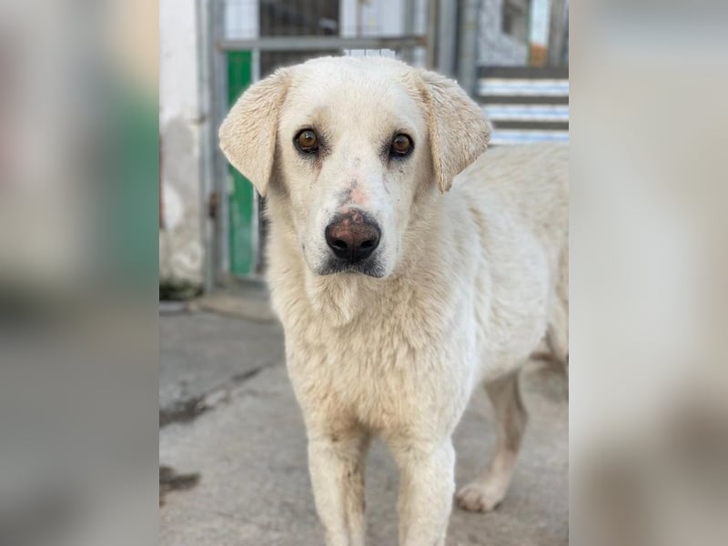 Loscano, geb. ca. 05/2024, lebt in GRIECHENLAND, im städt. Tierheim Serres