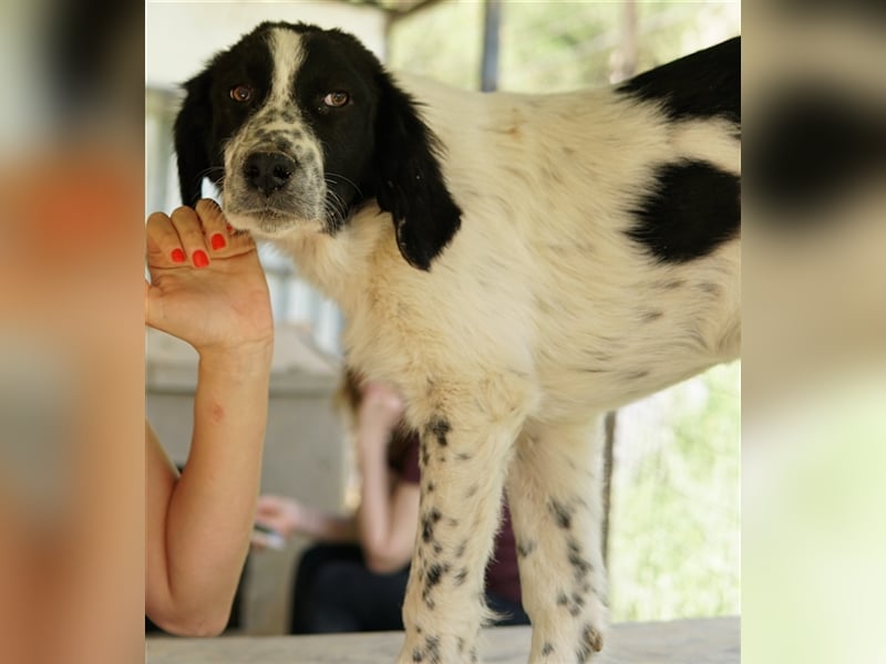 Oz geb. ca. 01/2023, lebt in GRIECHENLAND, im städt. Tierheim Serres