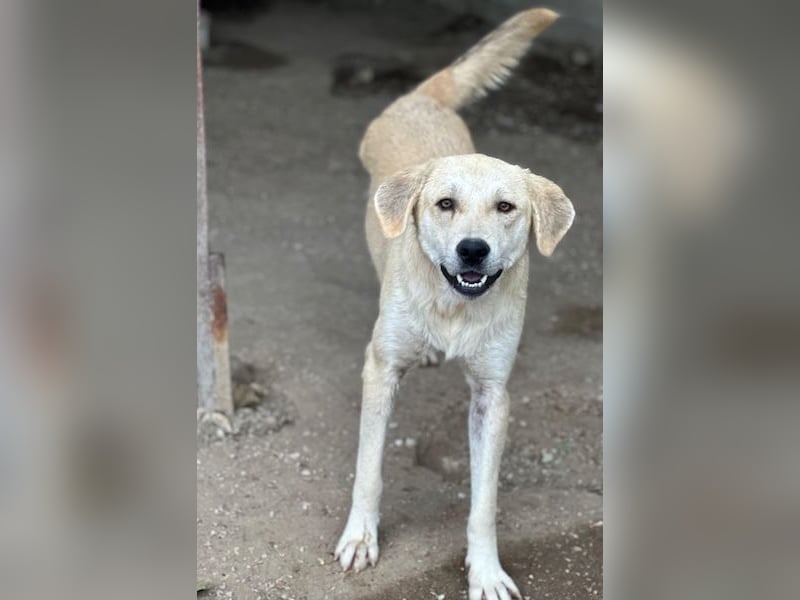 Shaggy, geb. ca. 04/2025, lebt in GRIECHENLAND, im städt. Tierheim Serres