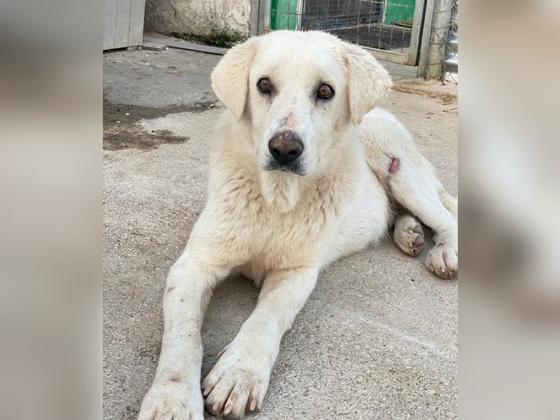 Loscano, geb. ca. 05/2024, lebt in GRIECHENLAND, im städt. Tierheim Serres