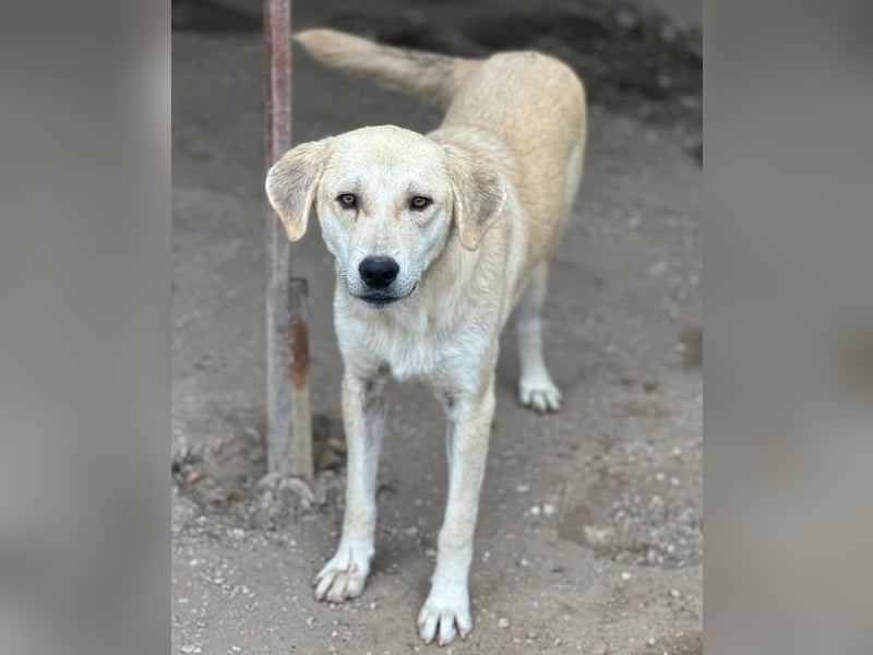 Shaggy, geb. ca. 04/2025, lebt in GRIECHENLAND, im städt. Tierheim Serres