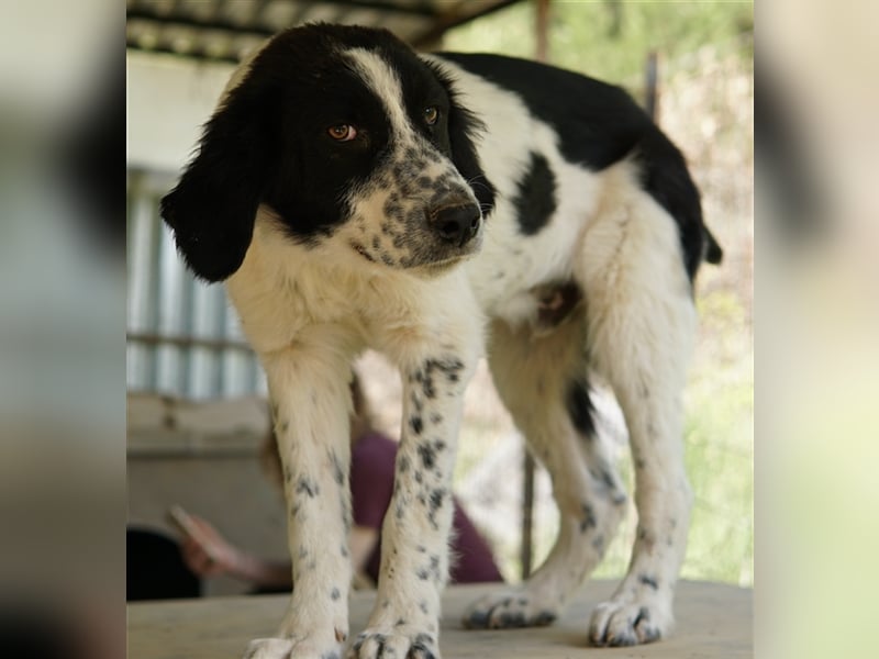 Oz geb. ca. 01/2023, lebt in GRIECHENLAND, im städt. Tierheim Serres