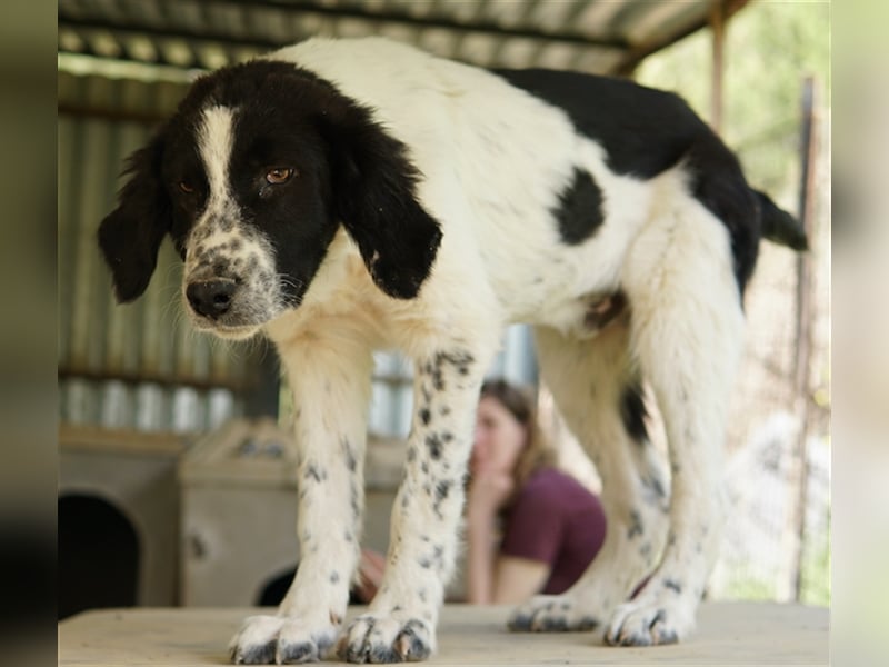 Oz geb. ca. 01/2023, lebt in GRIECHENLAND, im städt. Tierheim Serres