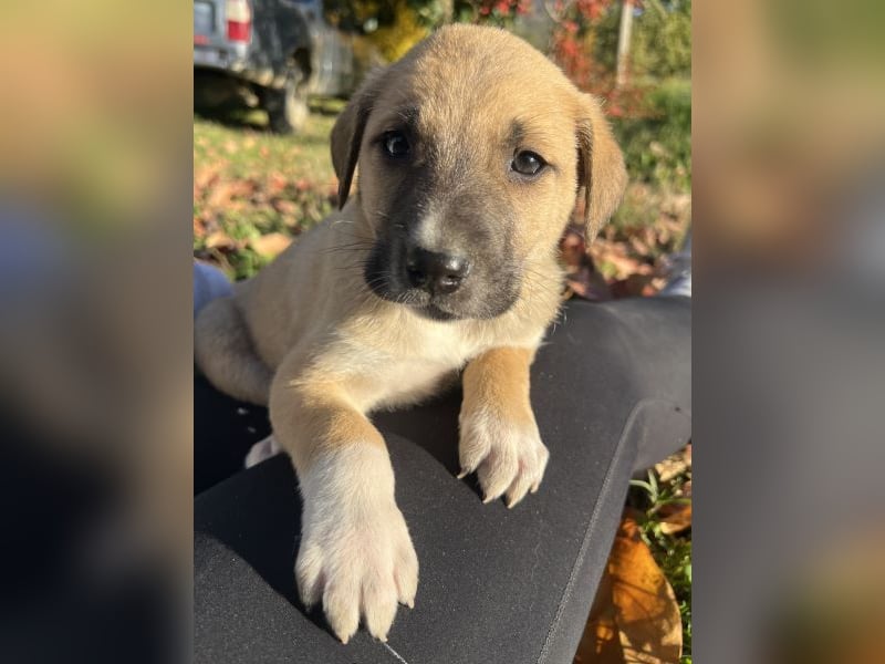 Banzai, geb. ca. 09/2025, lebt in GRIECHENLAND, auf einem Gelände, auf dem die Hunde notdürftig vers