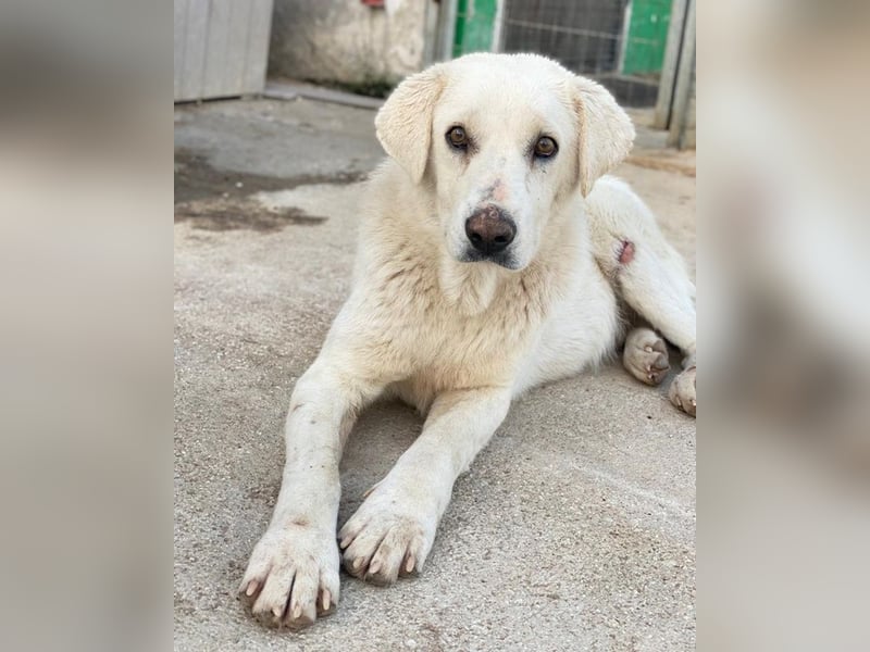 Loscano, geb. ca. 05/2024, lebt in GRIECHENLAND, im städt. Tierheim Serres