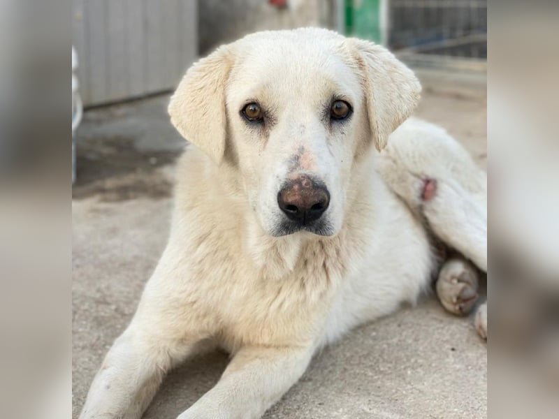 Loscano, geb. ca. 05/2024, lebt in GRIECHENLAND, im städt. Tierheim Serres