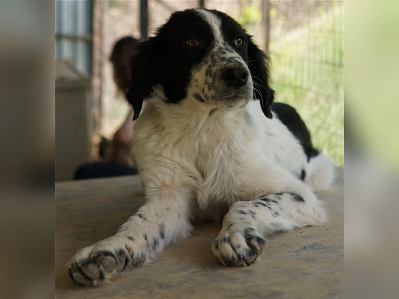 Oz geb. ca. 01/2023, lebt in GRIECHENLAND, im städt. Tierheim Serres