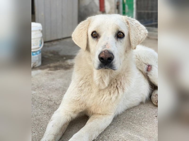 Loscano, geb. ca. 05/2024, lebt in GRIECHENLAND, im städt. Tierheim Serres