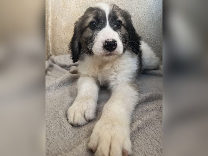 Malor, geb. ca. 09/2025, lebt in GRIECHENLAND, im städt. Tierheim Serres