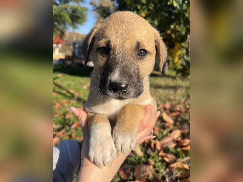 Banzai, geb. ca. 09/2025, lebt in GRIECHENLAND, auf einem Gelände, auf dem die Hunde notdürftig vers