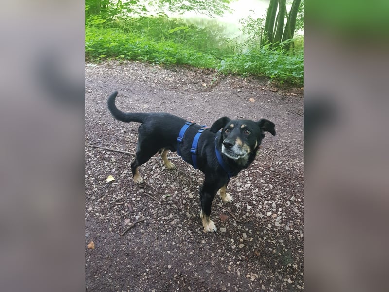 RUDI - verschmuster Rüde mit bewegter Vergangenheit