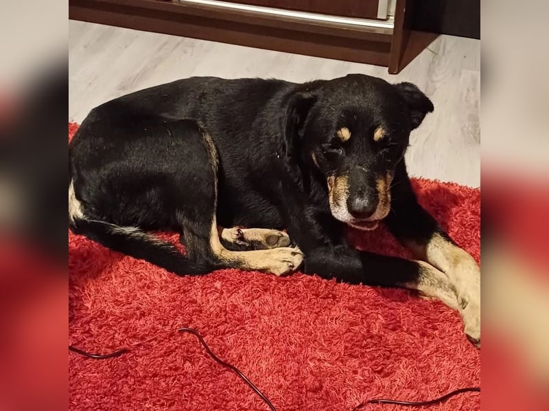 RUDI - verschmuster Rüde mit bewegter Vergangenheit