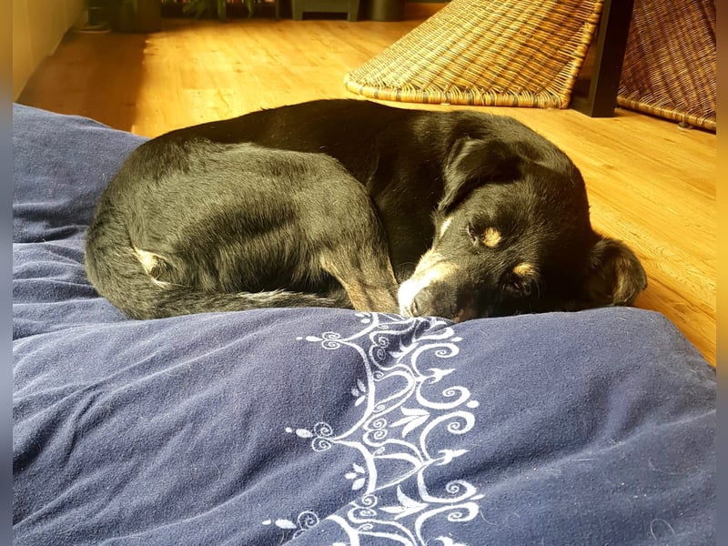 RUDI - verschmuster Rüde mit bewegter Vergangenheit