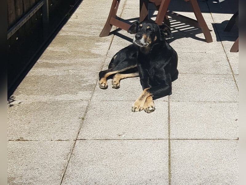 RUDI - verschmuster Rüde mit bewegter Vergangenheit