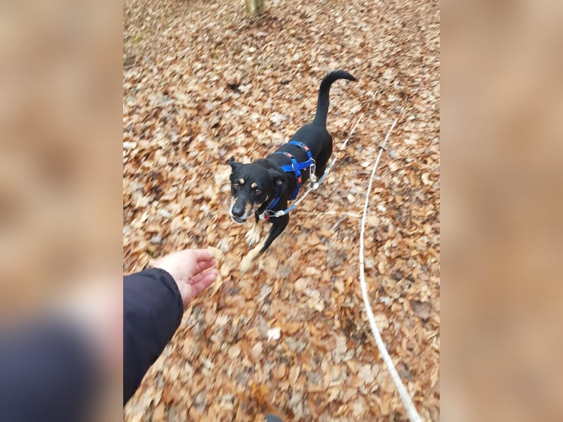 RUDI - verschmuster Rüde mit bewegter Vergangenheit