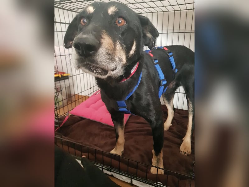 RUDI - verschmuster Rüde mit bewegter Vergangenheit