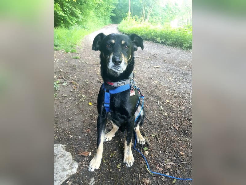 RUDI - verschmuster Rüde mit bewegter Vergangenheit