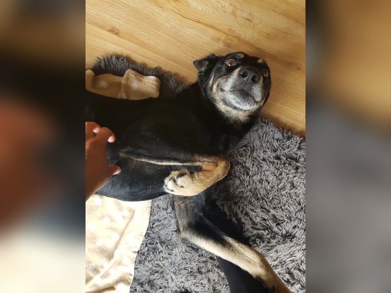 RUDI - verschmuster Rüde mit bewegter Vergangenheit