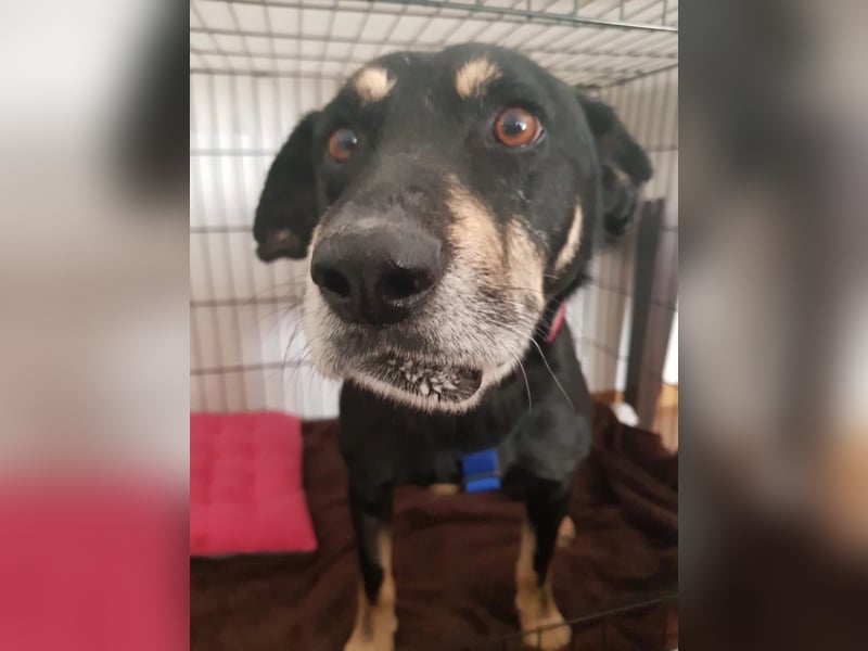 RUDI - verschmuster Rüde mit bewegter Vergangenheit