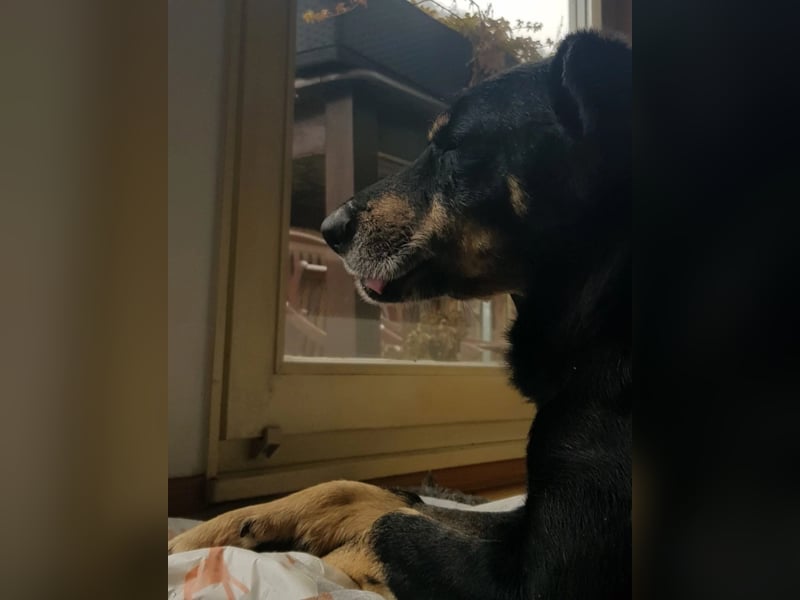 RUDI - verschmuster Rüde mit bewegter Vergangenheit