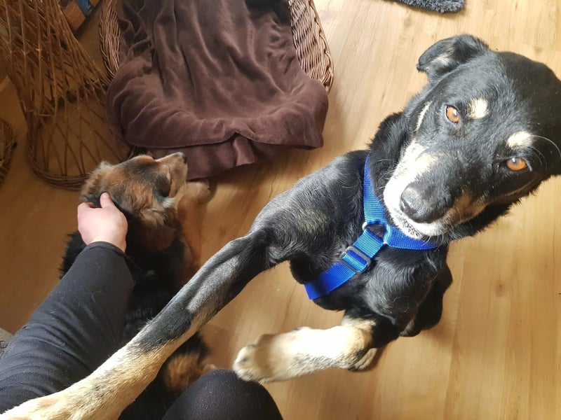 RUDI - verschmuster Rüde mit bewegter Vergangenheit