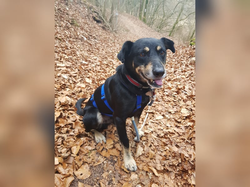 RUDI - verschmuster Rüde mit bewegter Vergangenheit