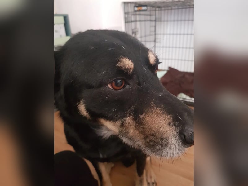 RUDI - verschmuster Rüde mit bewegter Vergangenheit