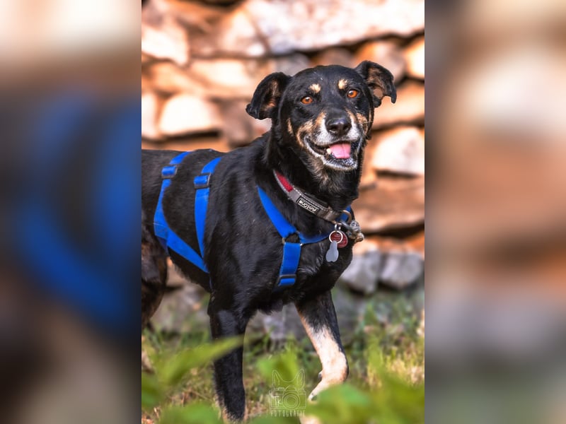 RUDI - verschmuster Rüde mit bewegter Vergangenheit