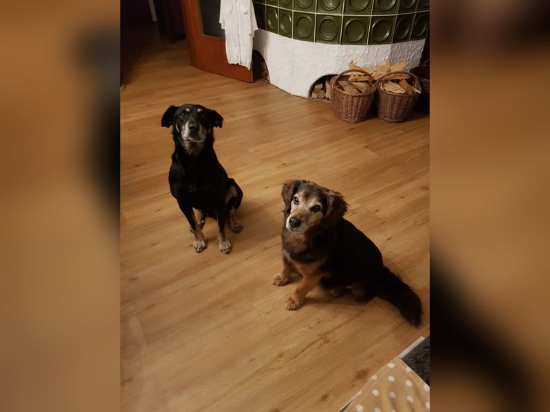 RUDI - verschmuster Rüde mit bewegter Vergangenheit