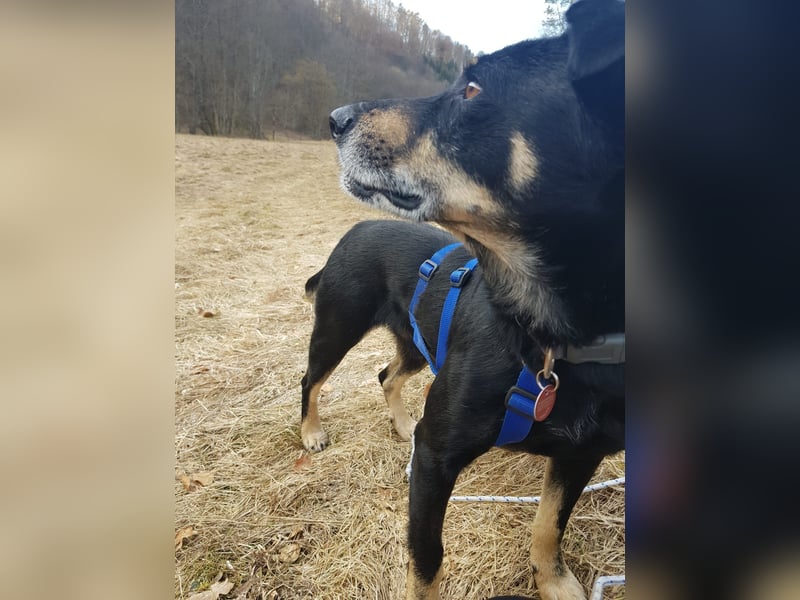 RUDI - verschmuster Rüde mit bewegter Vergangenheit