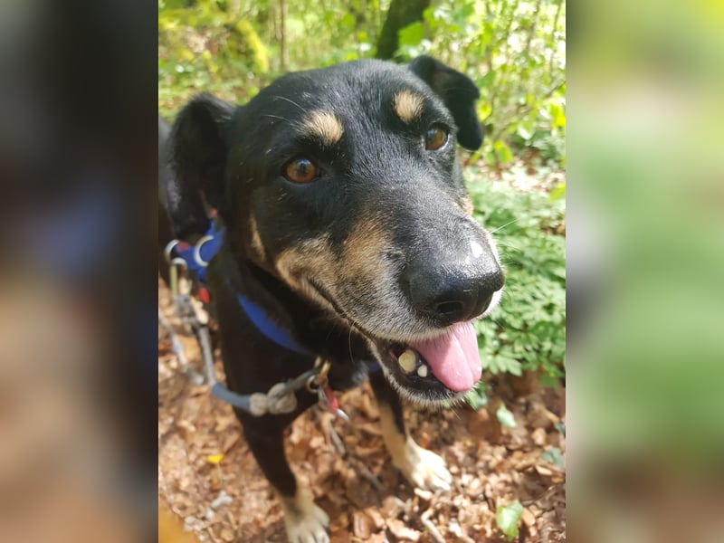 RUDI - verschmuster Rüde mit bewegter Vergangenheit