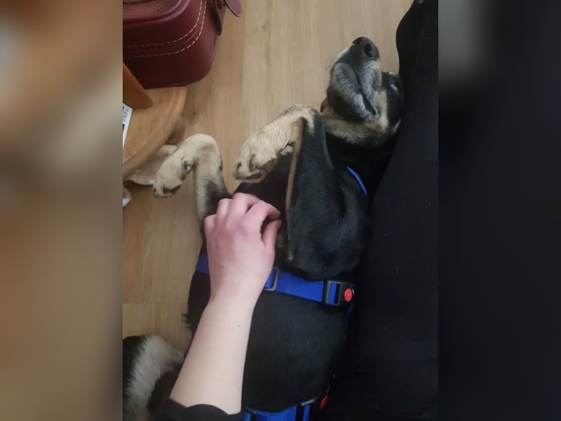 RUDI - verschmuster Rüde mit bewegter Vergangenheit