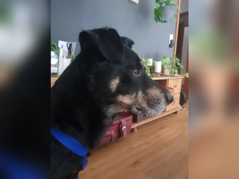 RUDI - verschmuster Rüde mit bewegter Vergangenheit