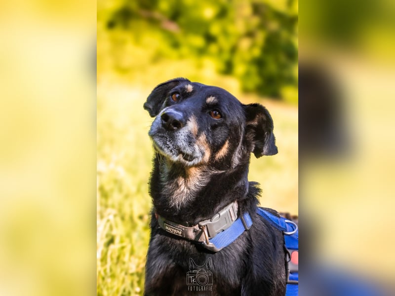 RUDI - verschmuster Rüde mit bewegter Vergangenheit