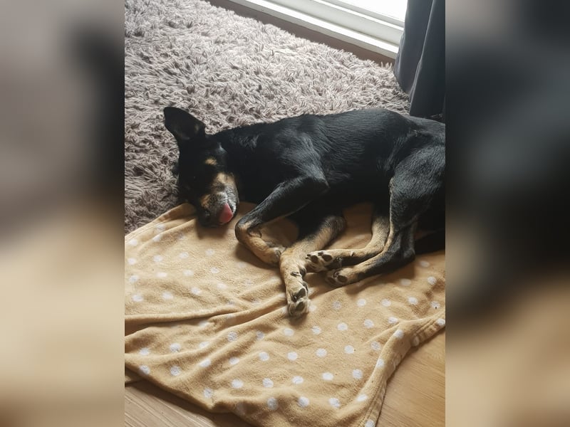 RUDI - verschmuster Rüde mit bewegter Vergangenheit