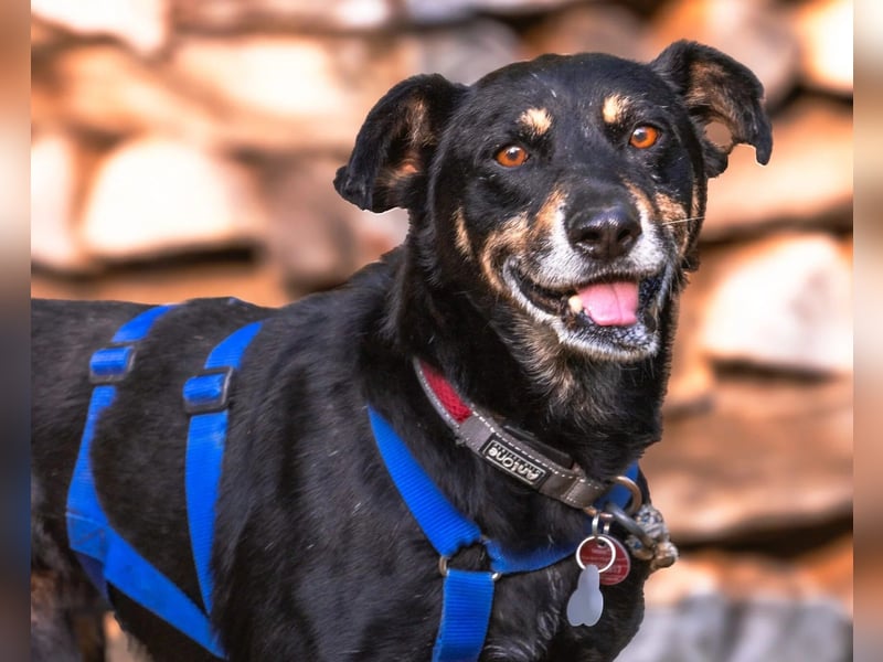 RUDI - verschmuster Rüde mit bewegter Vergangenheit