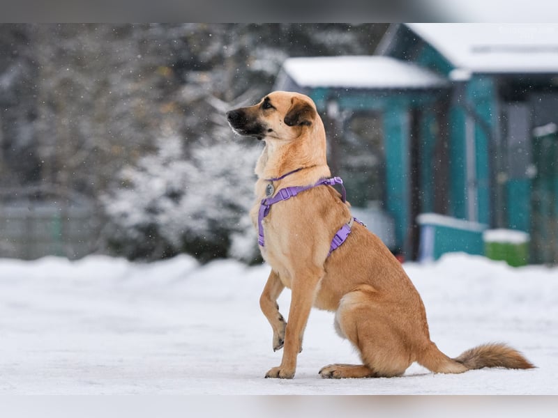 Ruhiges Zuhause für Lutik gesucht