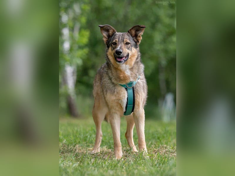 Freundliche Najda sucht ihre Menschen
