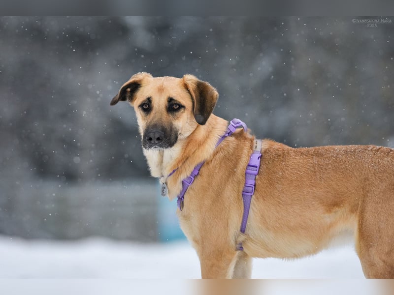 Ruhiges Zuhause für Lutik gesucht