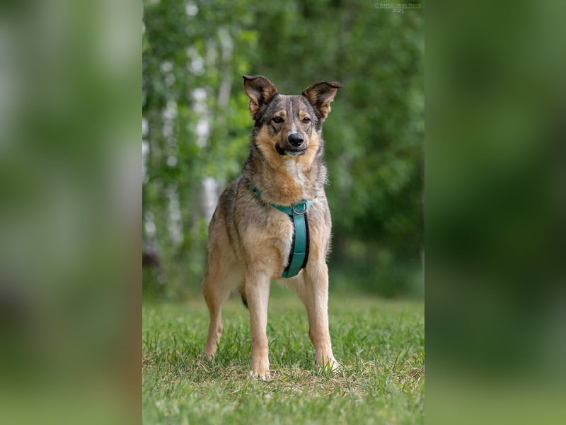 Freundliche Najda sucht ihre Menschen