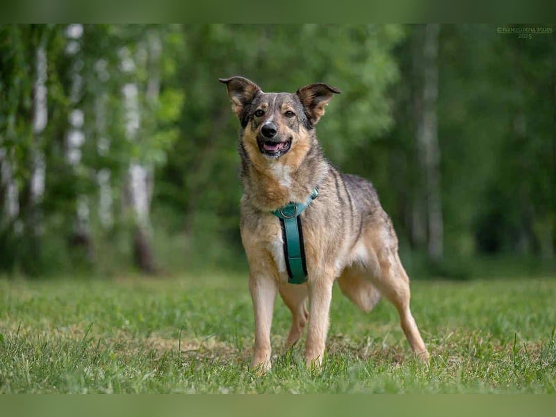 Freundliche Najda sucht ihre Menschen