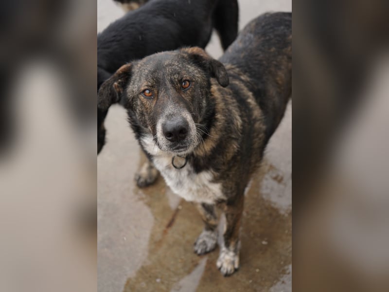 Verschmuster Rüde RUDY sucht sein Zuhause!