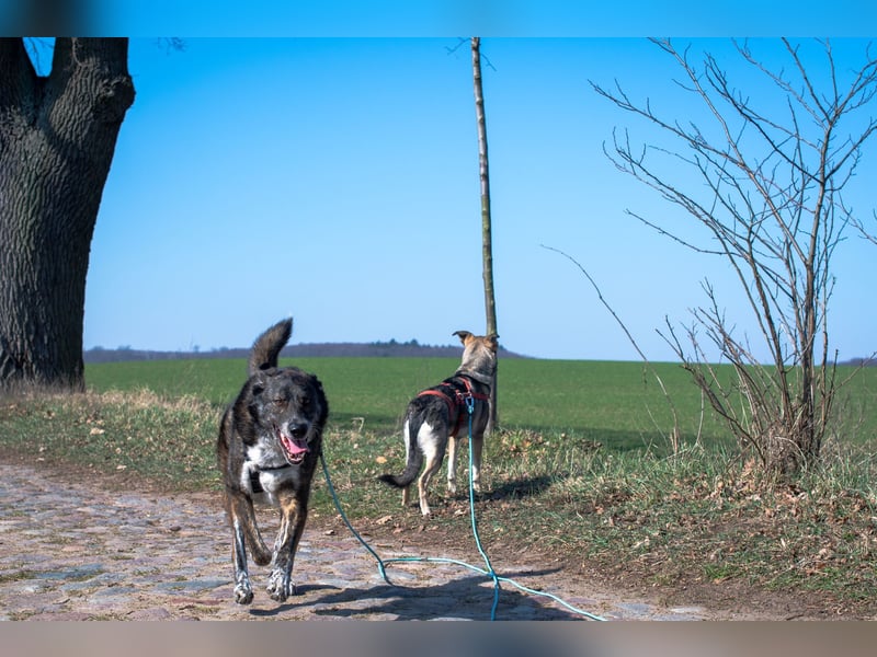 Verschmuster Rüde RUDY sucht sein Zuhause!