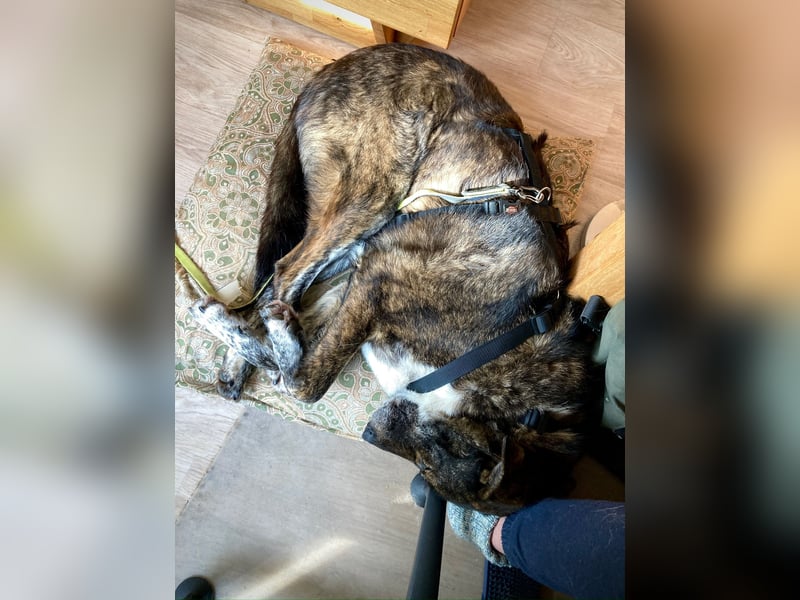 Verschmuster Rüde RUDY sucht sein Zuhause!