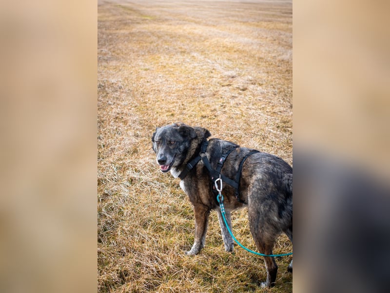 Verschmuster Rüde RUDY sucht sein Zuhause!